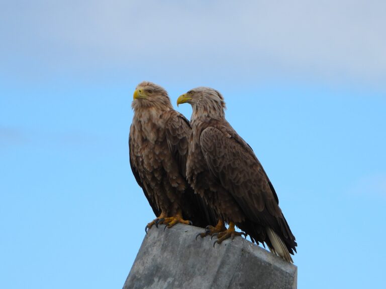 A pair of White-tailed Eagles resting on a concrete breakwater under a clear blue sky in eastern Hokkaidō.