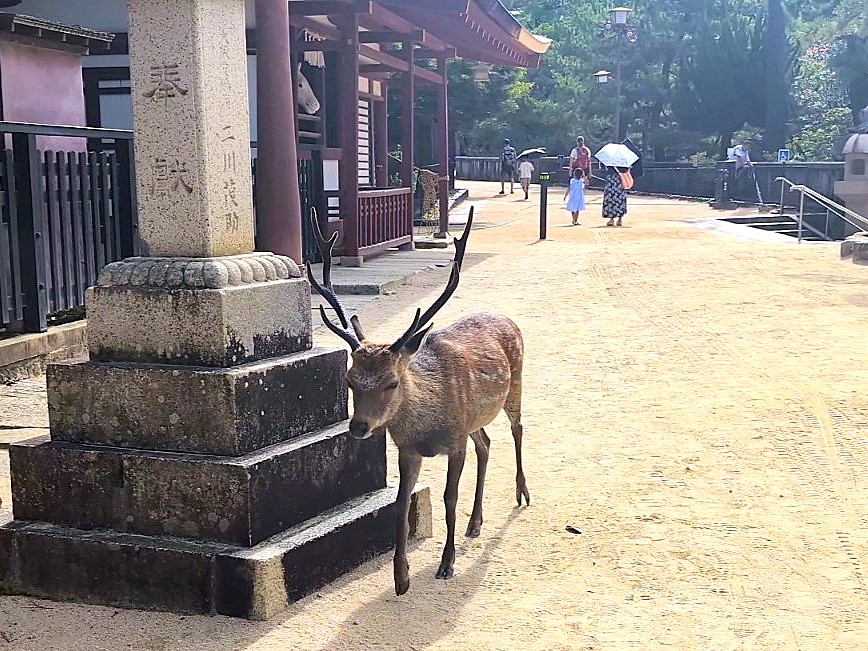A Sika Deer walking calmly along a shrine pathway in Japan, showing how wildlife and visitors share the same space in traditional temple areas.