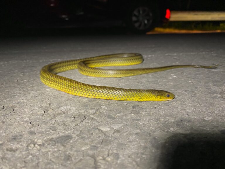 Ryukyu Green Snake (Ptyas semicarinata) lying on a forest road at night in Okinawa, Japan.