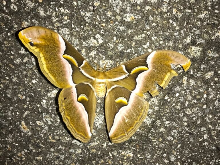 Ailanthus Silkmoth (Samia cynthia pryeri) on asphalt at night, displaying its crescent-shaped wing markings and soft brown coloration.