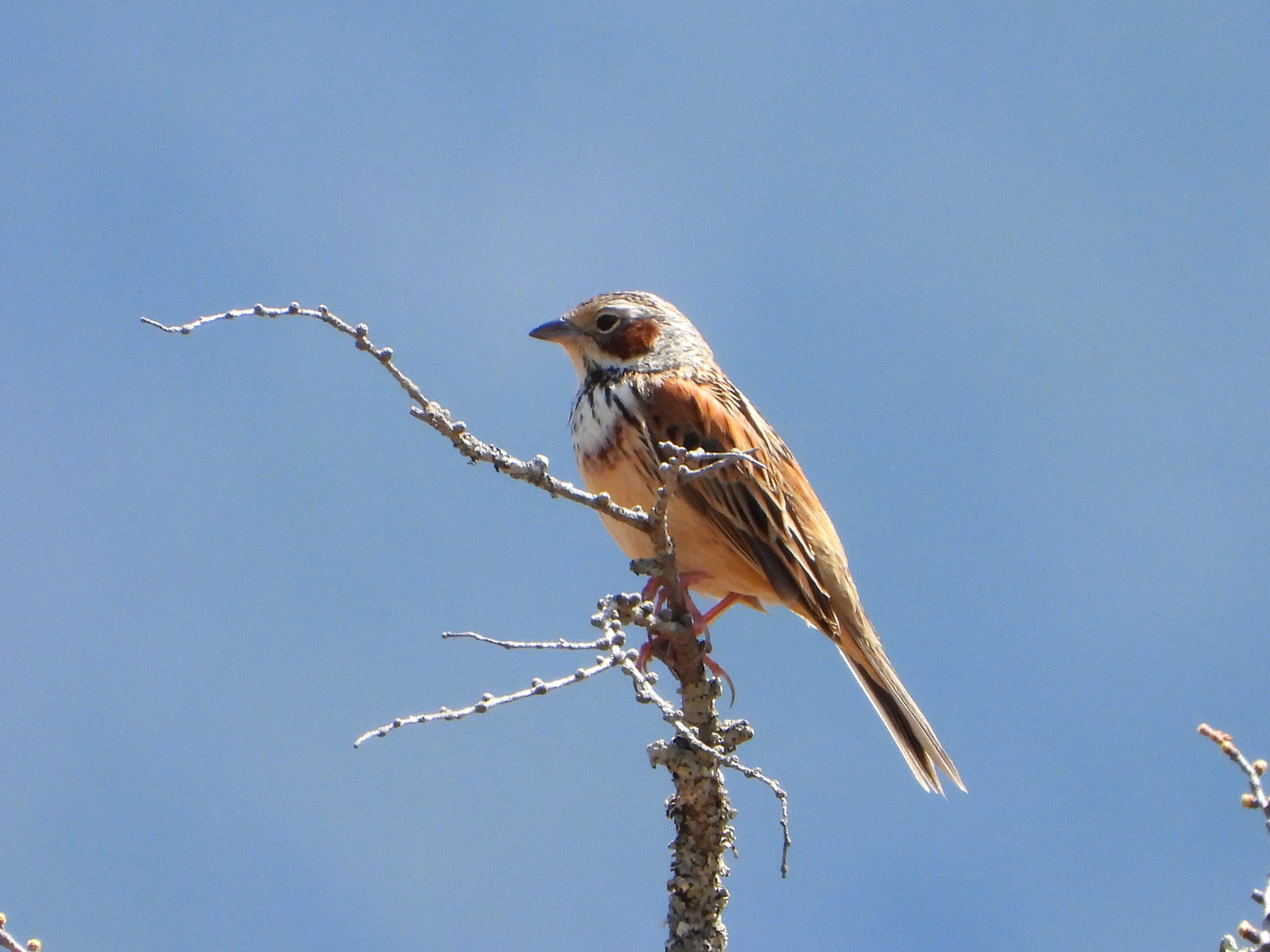 Chestnut-eared Bunting perched on a bare branch against a clear blue sky in Japan