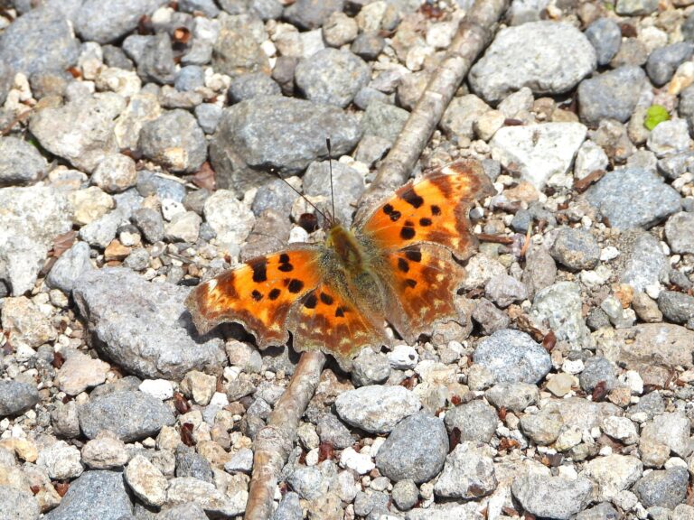 Comma Butterfly basking on sunlit gravel with its orange, deeply scalloped wings fully open.