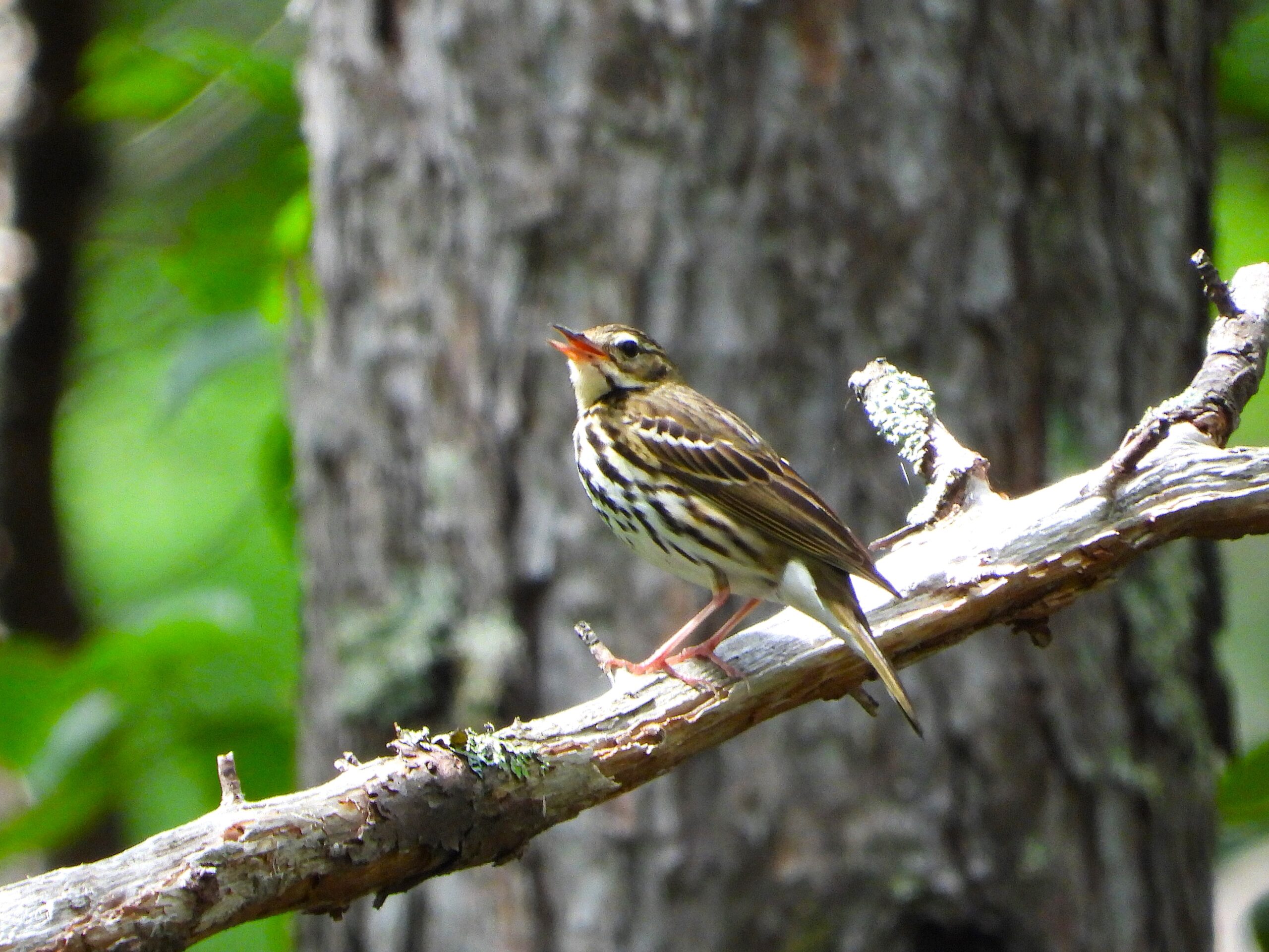 Olive-backed Pipit perched on a branch in a mountain forest in Tochigi, Japan