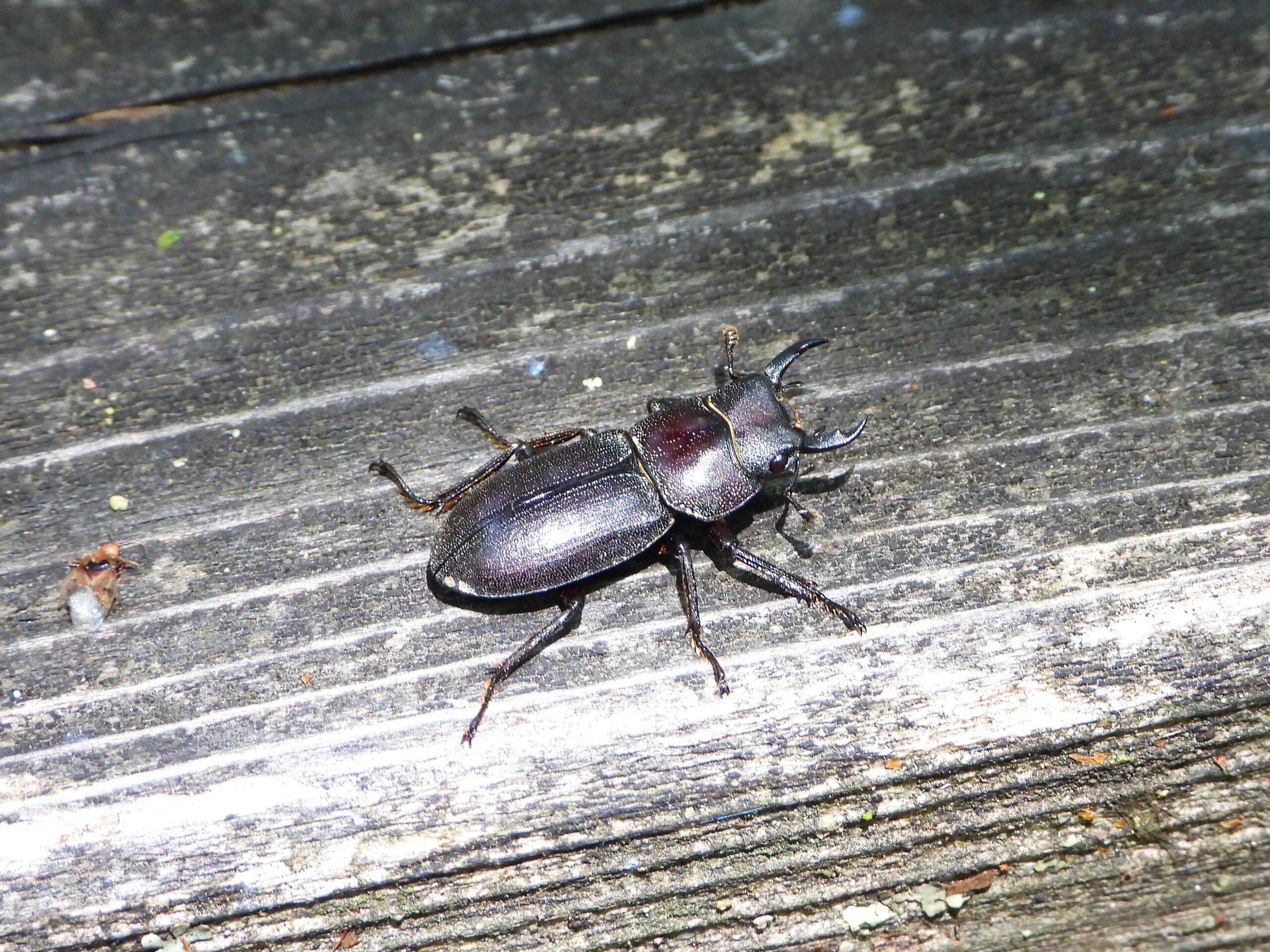Suji Kuwagata (Dorcus striatipennis) male on a wooden surface, showing curved mandibles and dark glossy body, Japanese stag beetle.