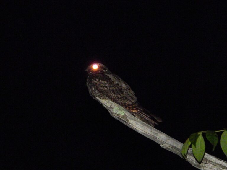 Grey Nightjar perched on a branch at night, showing its camouflaged plumage and glowing eye reflection.