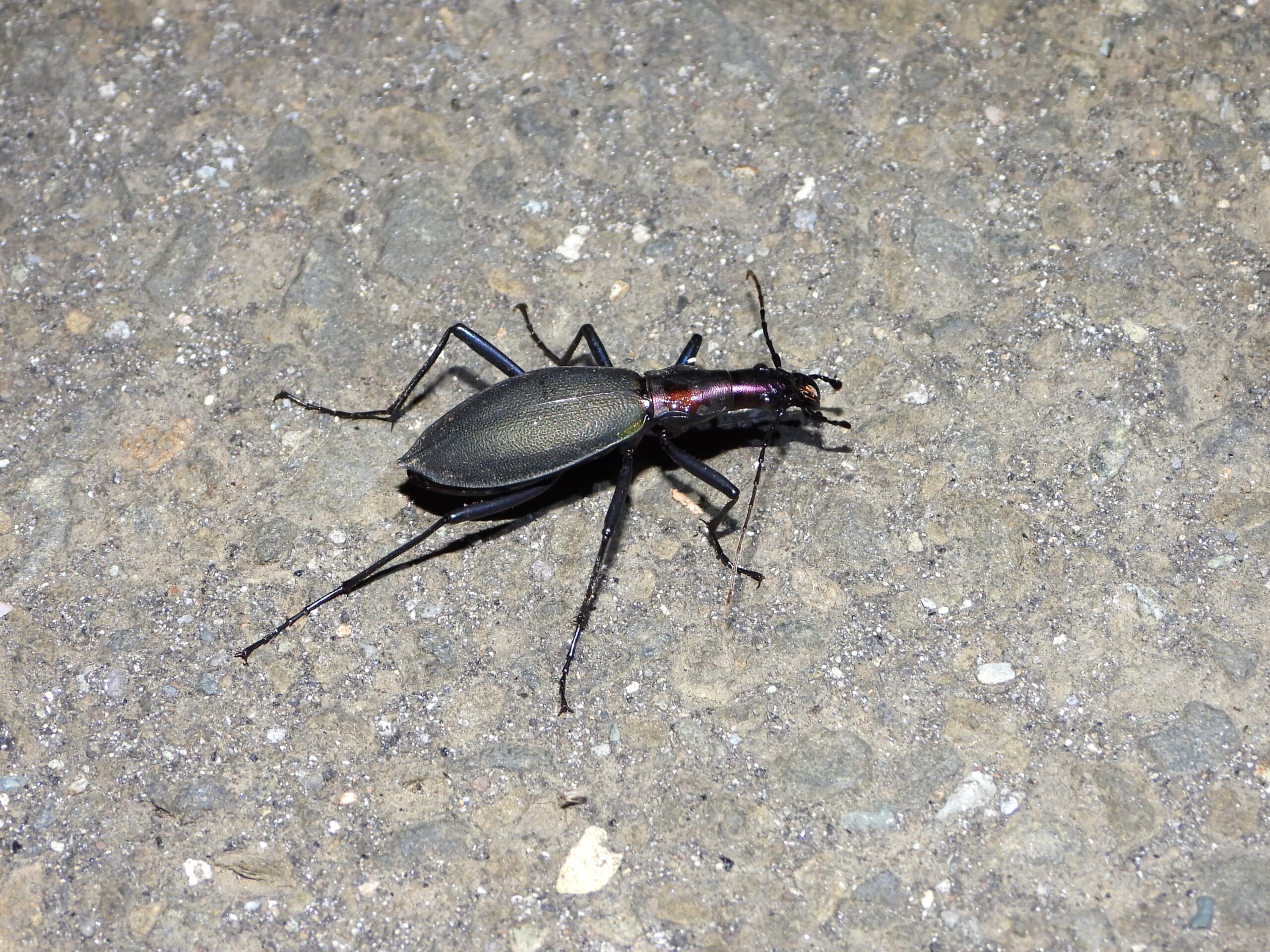 Japanese ground beetle on a forest road at night, showing its long legs and dark metallic body.