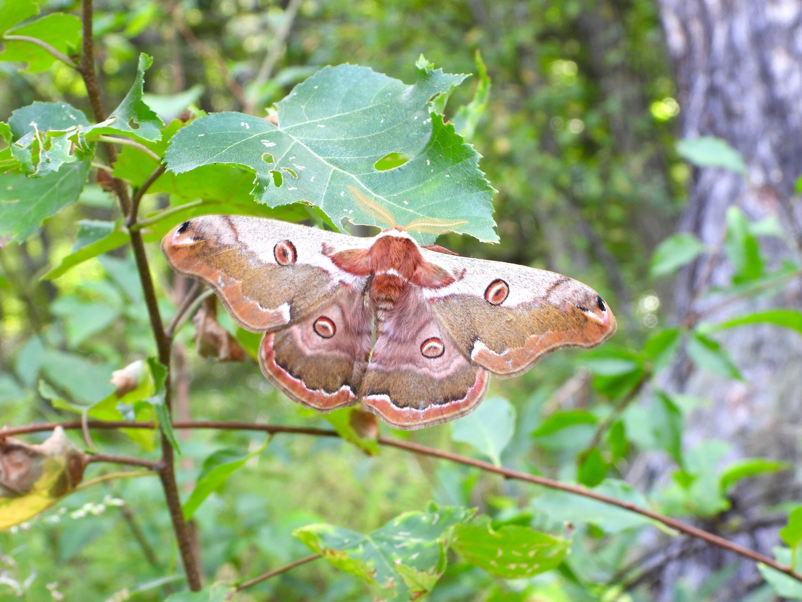 Hime-yamamayu (Saturnia jonasii) resting on a green leaf in a Japanese forest, showing its brown wings with bold circular eyespots.