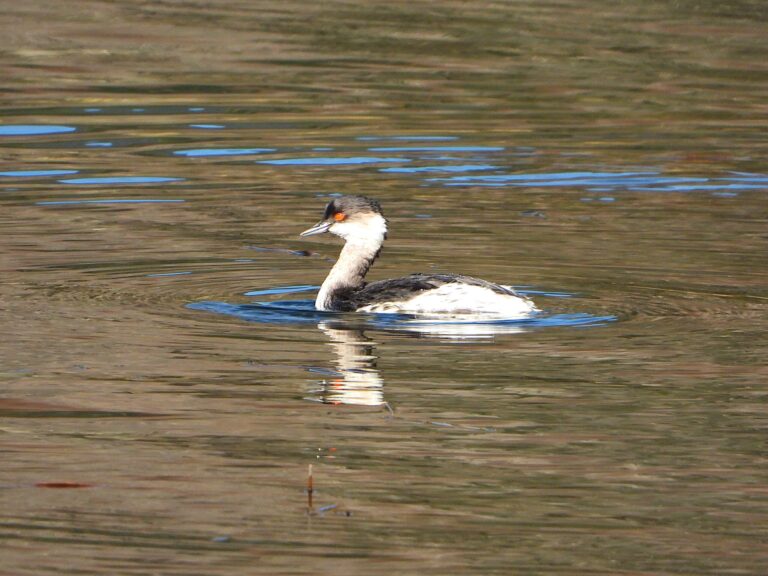 Black-necked Grebe (Podiceps nigricollis) in non-breeding winter plumage floating on still water in Japan.