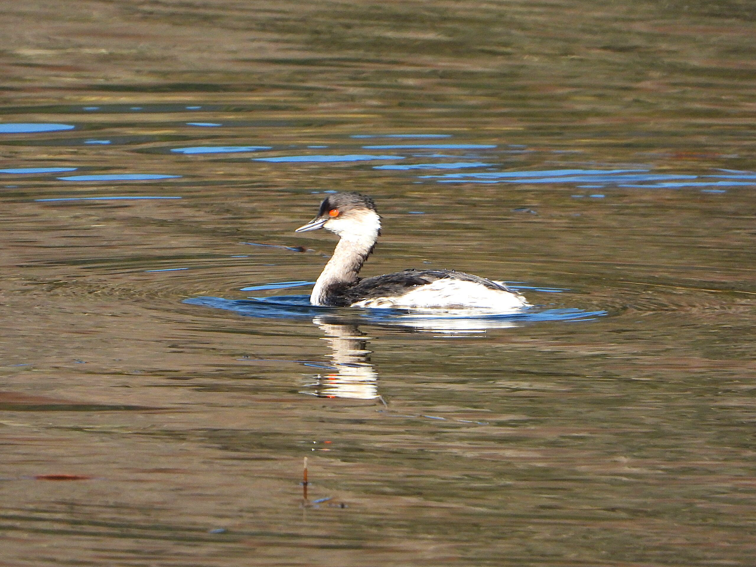 Black-necked Grebe (Podiceps nigricollis) in non-breeding winter plumage floating on still water in Japan.