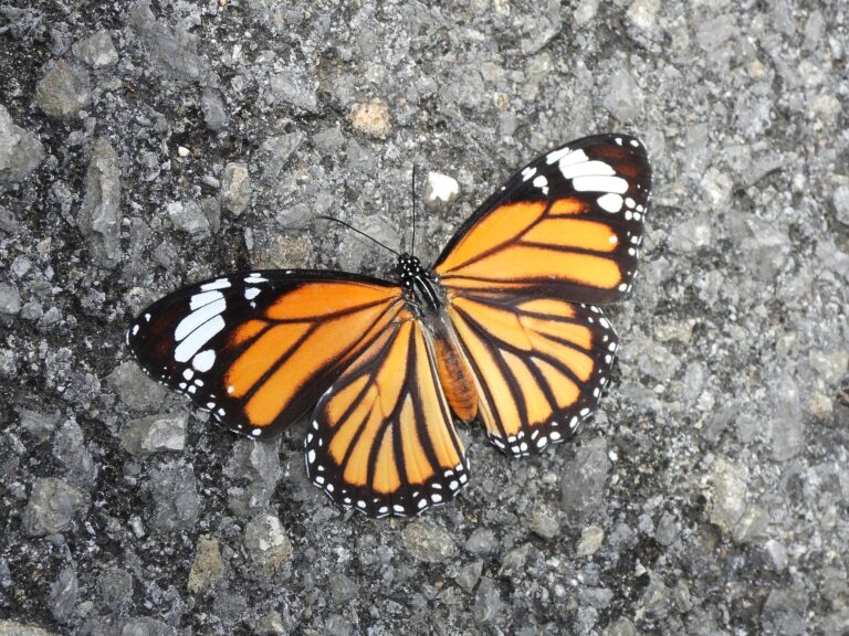 Common Tiger butterfly (Danaus genutia) resting on asphalt, showing its orange wings with bold black veins and white-spotted margins.