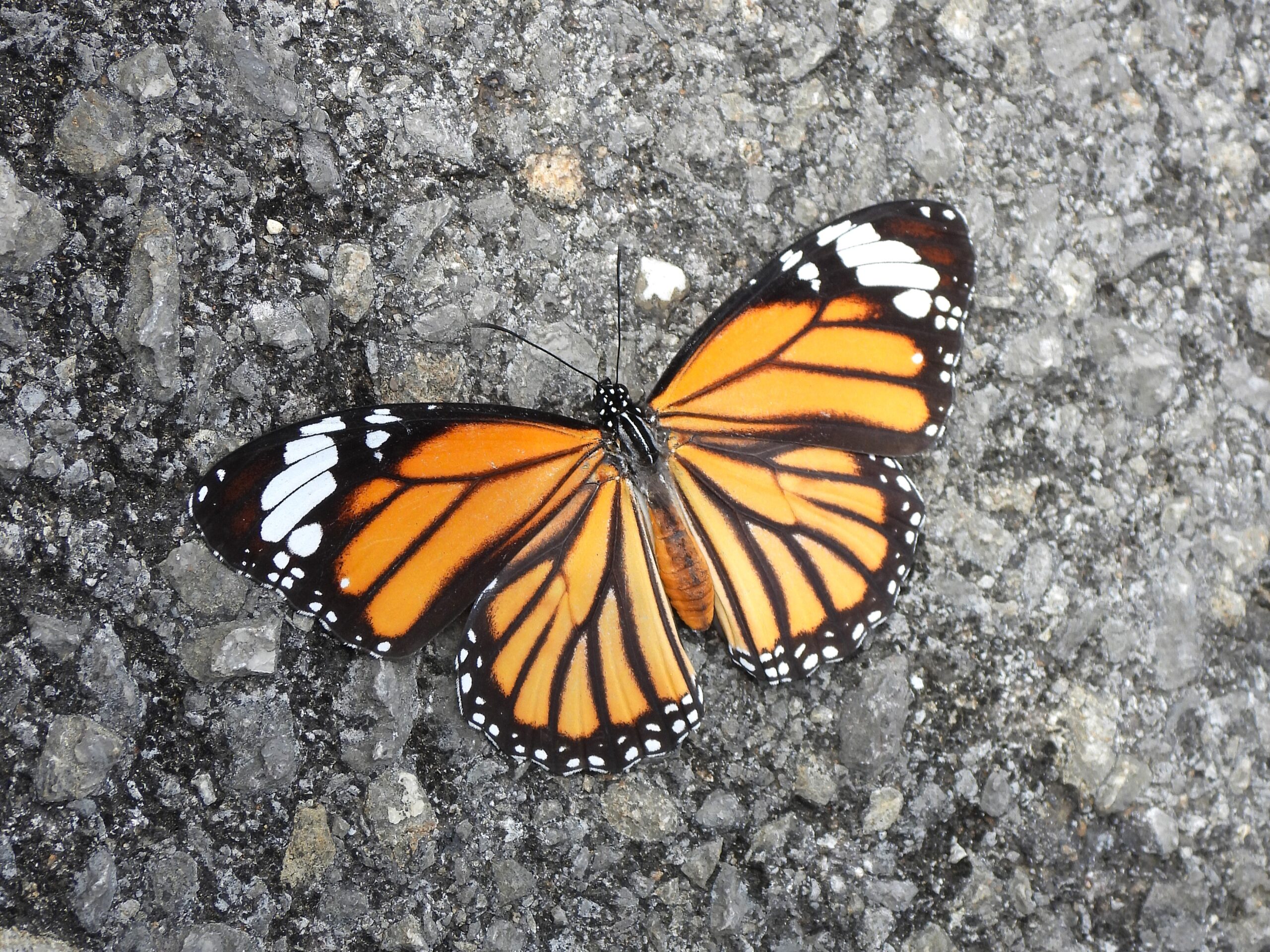 Common Tiger butterfly (Danaus genutia) resting on asphalt, showing its orange wings with bold black veins and white-spotted margins.