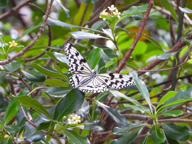 Large Tree Nymph butterfly resting on green foliage in the Ryukyu Islands.