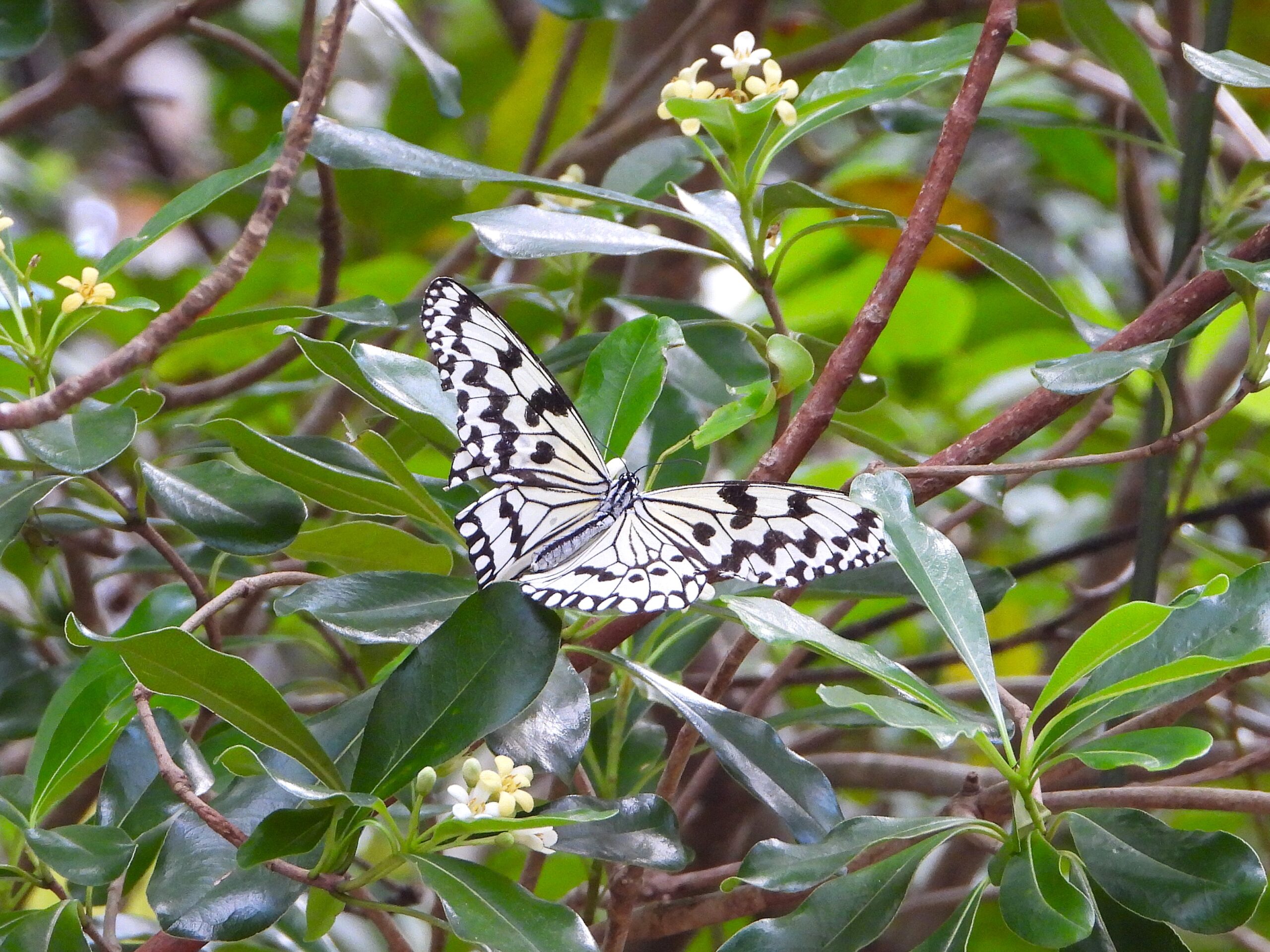 Large Tree Nymph butterfly resting on green foliage in the Ryukyu Islands.