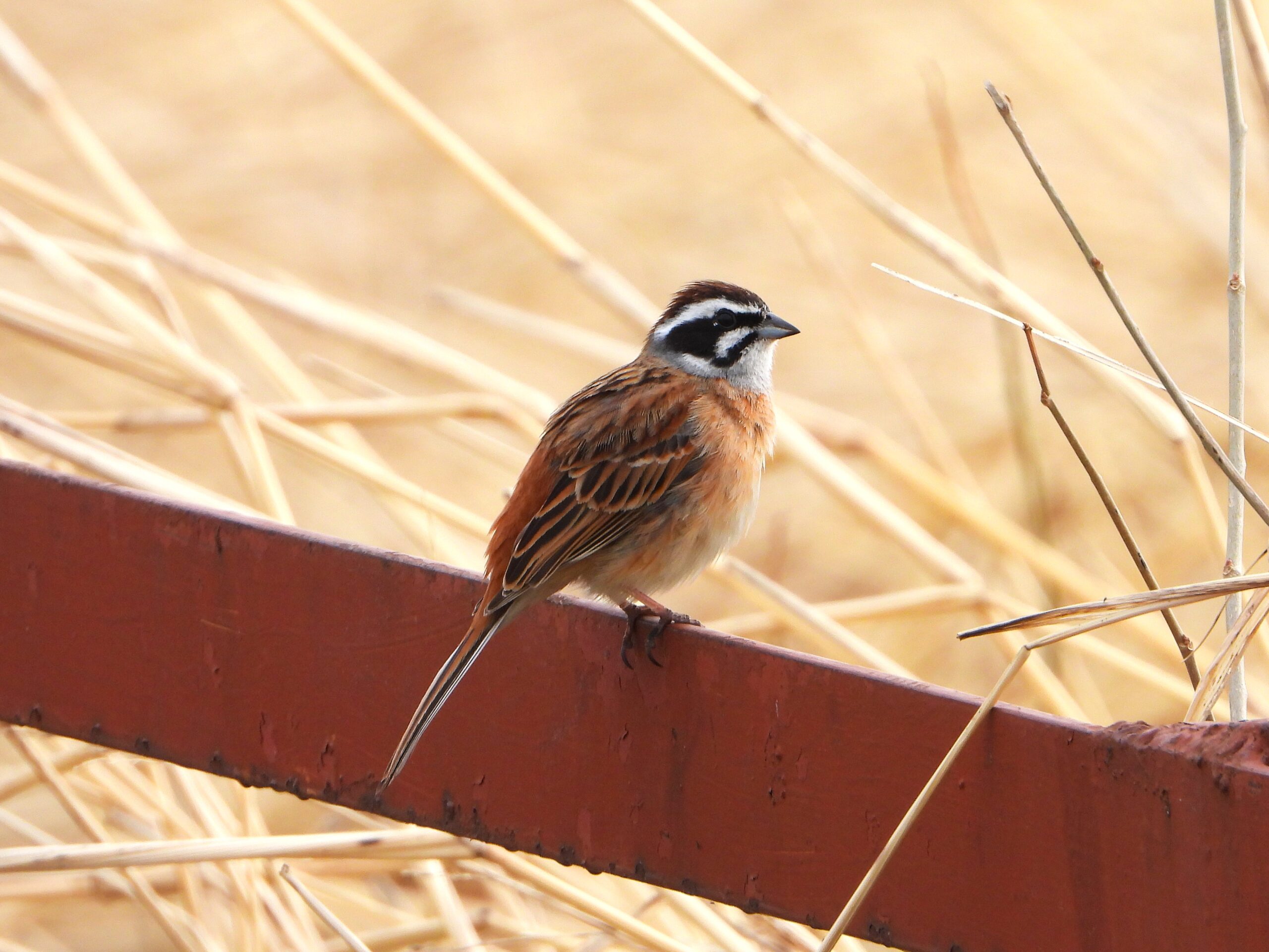 Meadow Bunting (Emberiza cioides) perched on a metal beam beside a winter riverside, showing its bold white face and rufous back.