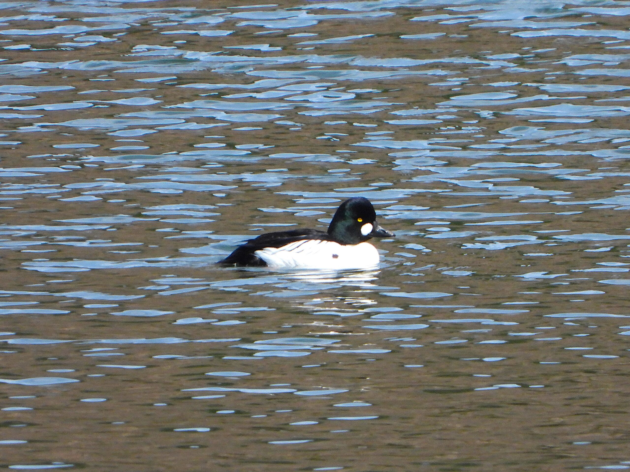 Common Goldeneye (Bucephala clangula) swimming on a calm winter lake in Japan, showing its black-and-white plumage and bright yellow eye.