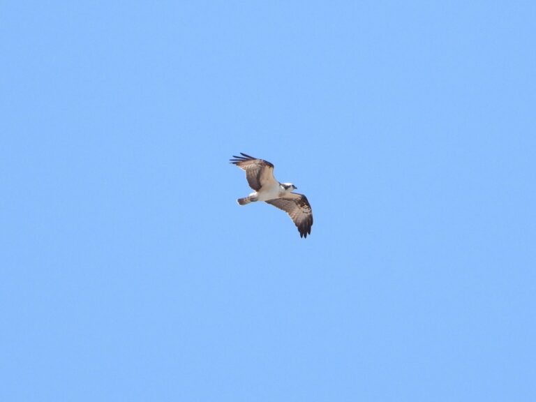 Osprey in flight against a clear blue sky, showing long wings and dark wrist patches.