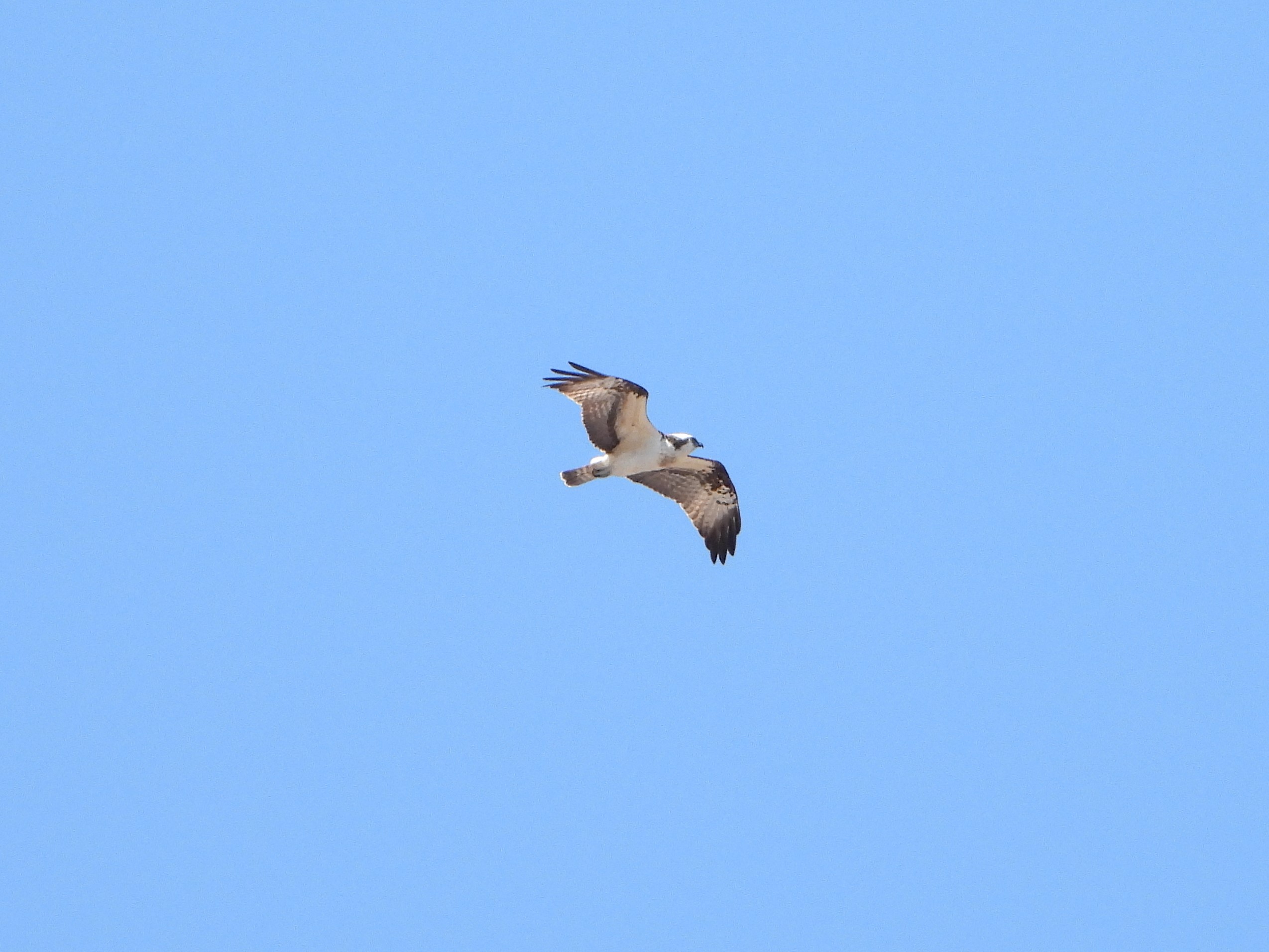 Osprey in flight against a clear blue sky, showing long wings and dark wrist patches.