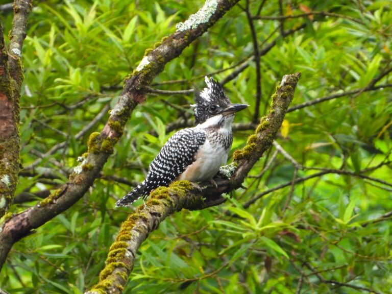 Crested Kingfisher perched on a mossy tree branch in a green forest, showing its black-and-white spotted plumage and raised crest.
