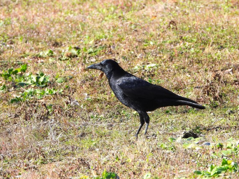 Carrion Crow standing on short grass in a sunlit field, showing its slender bill, smooth forehead line, and glossy black plumage.