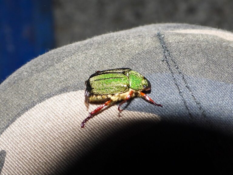 Kin-suji kogane beetle (Mimela holosericea) showing metallic green body and golden stripes in Japan
