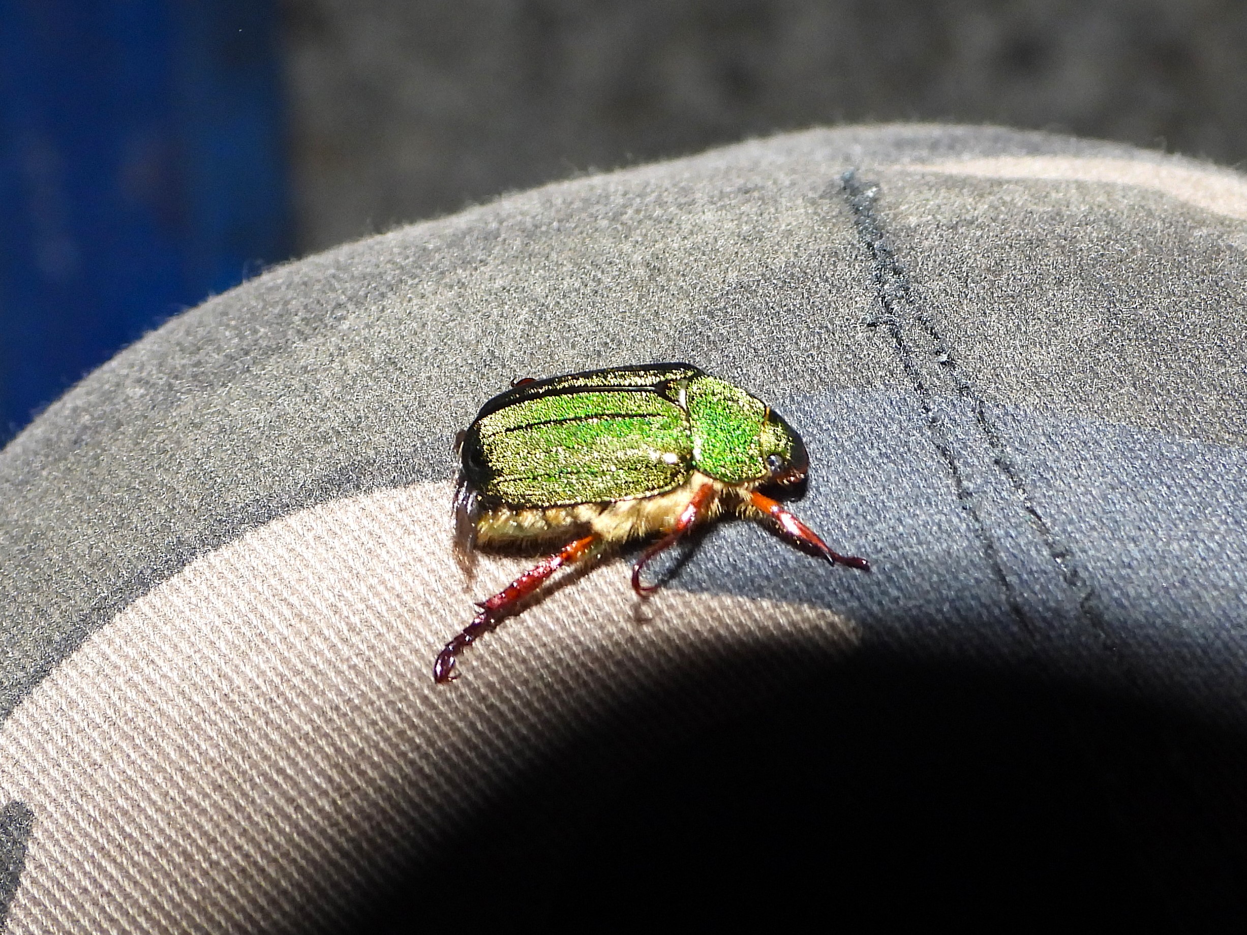 Kin-suji kogane beetle (Mimela holosericea) showing metallic green body and golden stripes in Japan