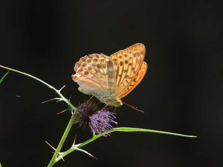 Silver-washed Fritillary feeding on a purple thistle flower in a sunlit forest edge in Japan