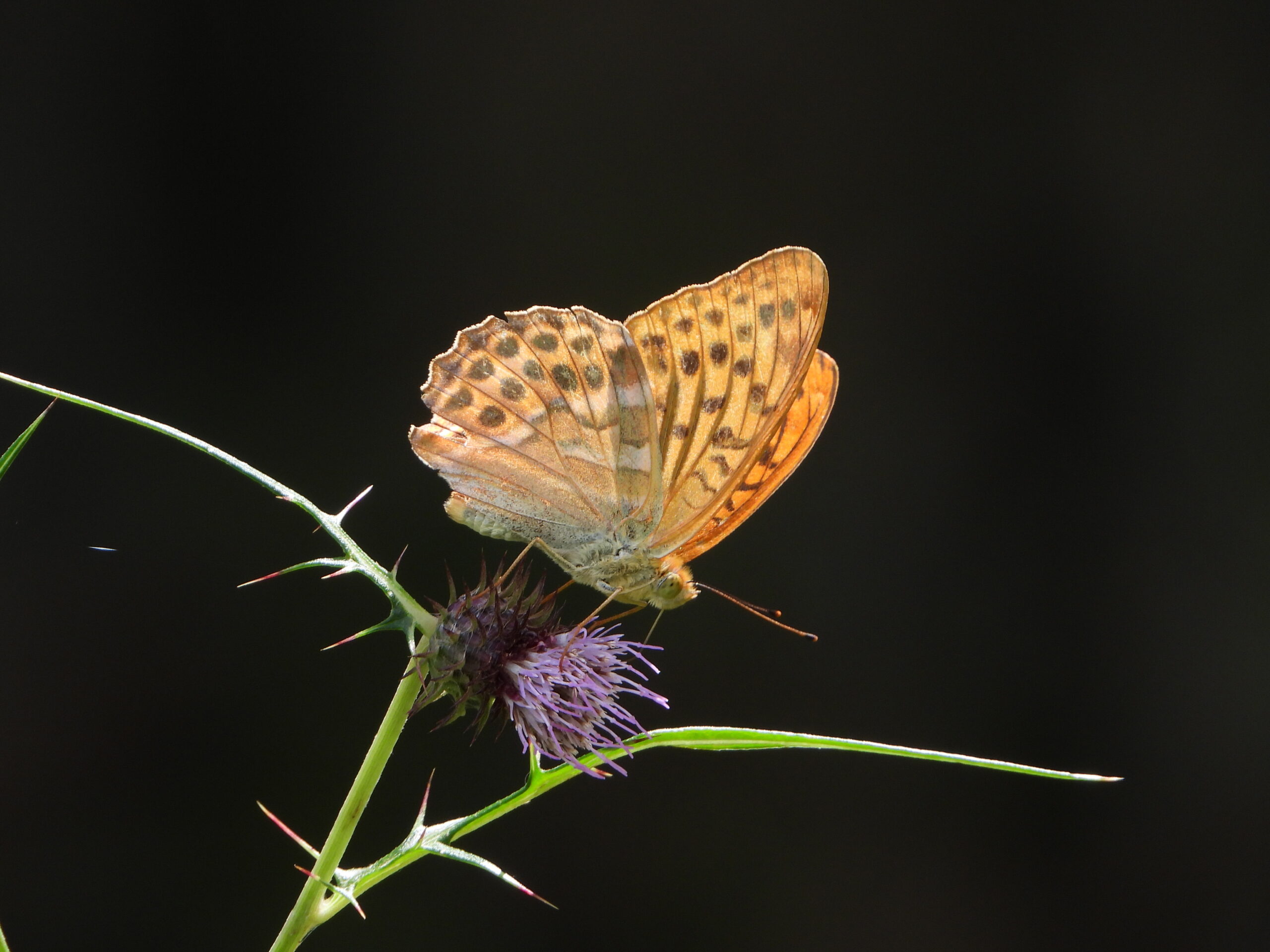 Silver-washed Fritillary feeding on a purple thistle flower in a sunlit forest edge in Japan