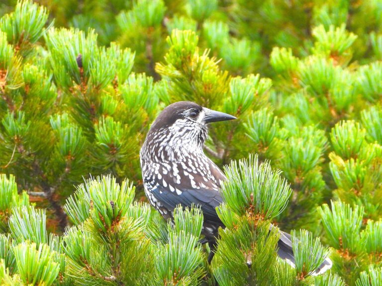 Spotted Nutcracker among dwarf pines (Pinus pumila) in Japan’s subalpine zone, its white-spotted plumage blending with green needles.