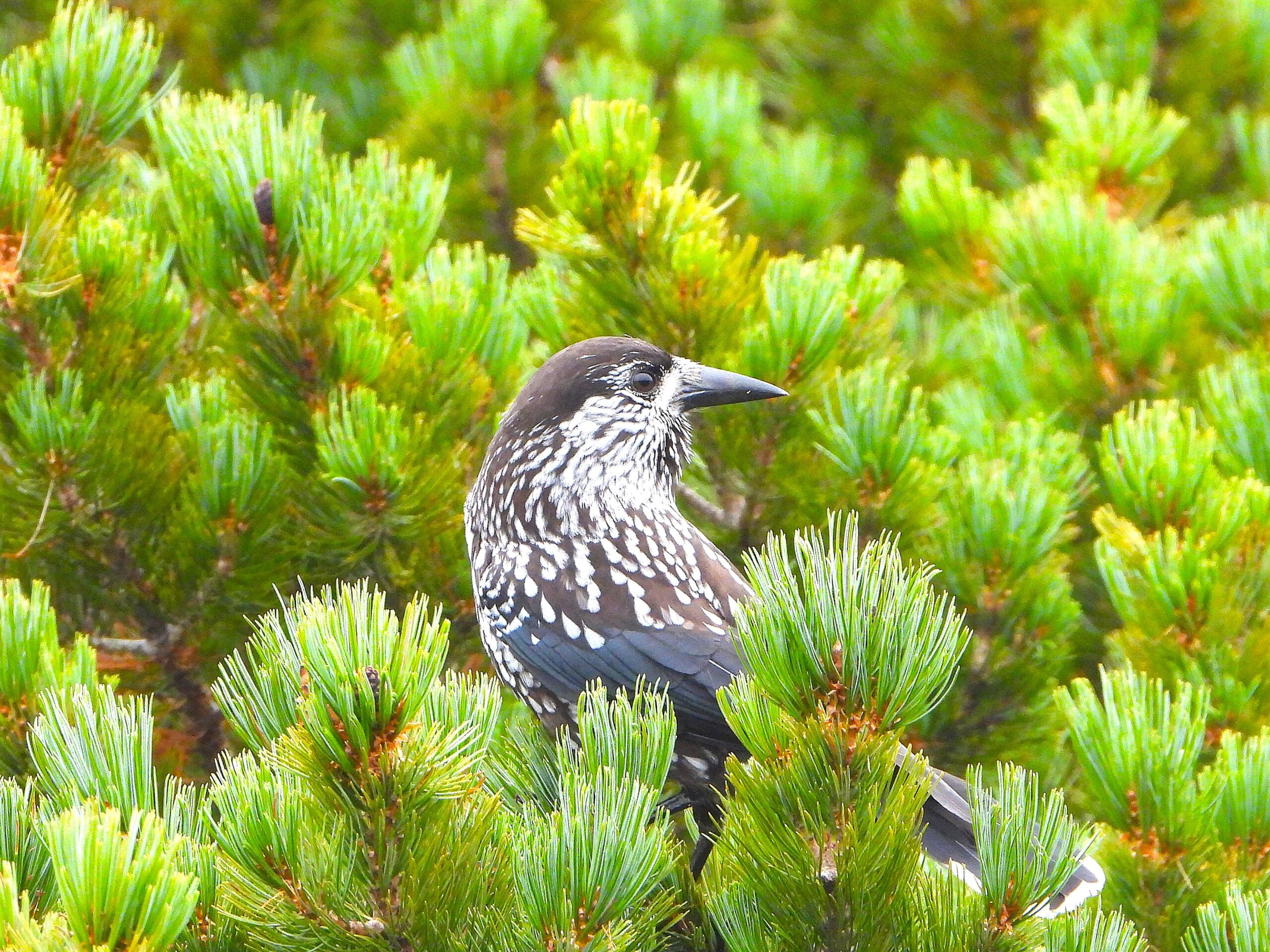 Spotted Nutcracker among dwarf pines (Pinus pumila) in Japan’s subalpine zone, its white-spotted plumage blending with green needles.