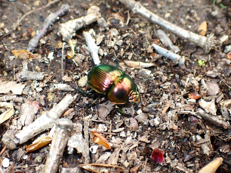 Japanese Earth-boring Dung Beetle (Phelotrupes auratus) walking on a forest floor with metallic green and reddish colors.
