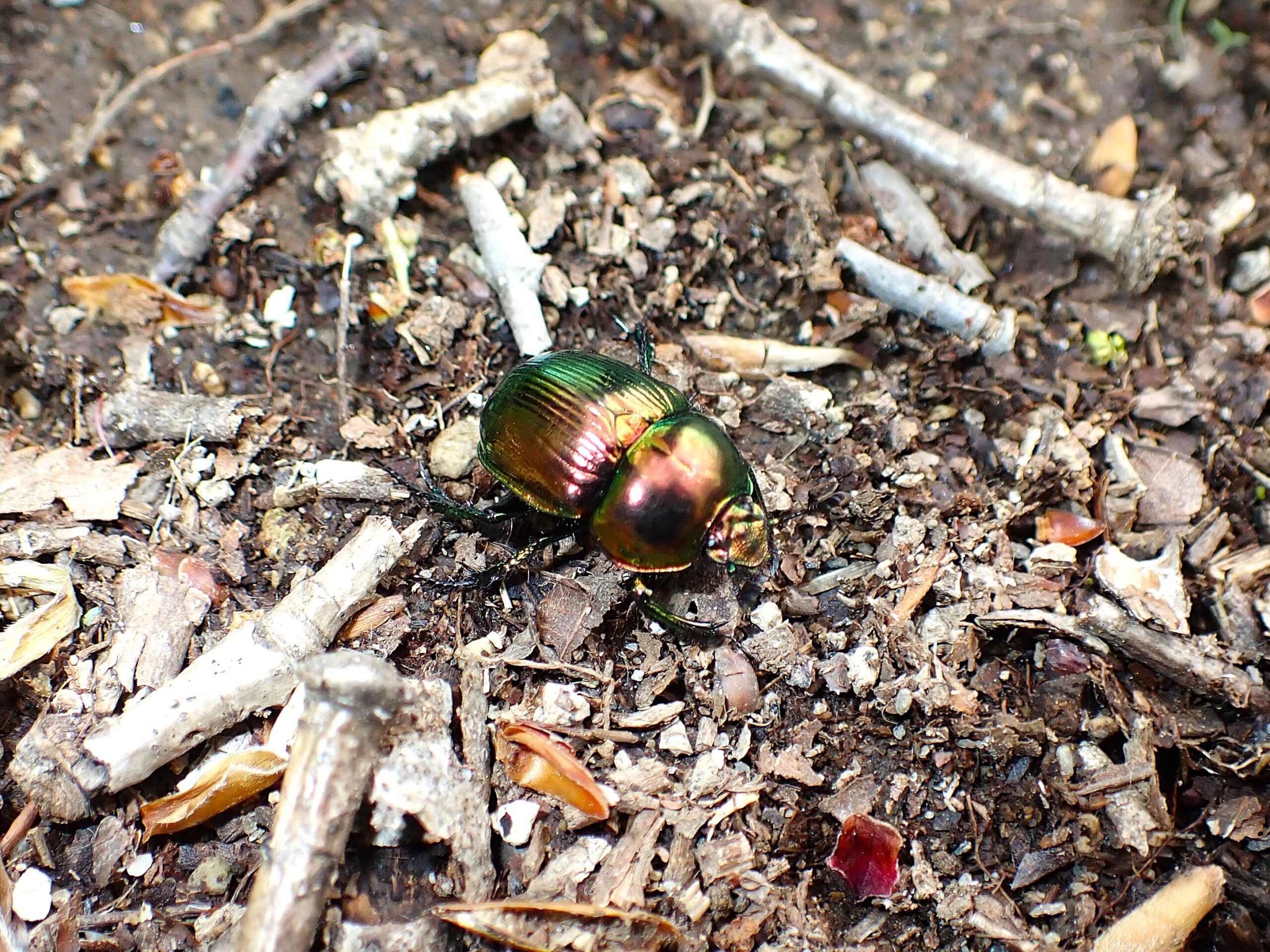Japanese Earth-boring Dung Beetle (Phelotrupes auratus) walking on a forest floor with metallic green and reddish colors.