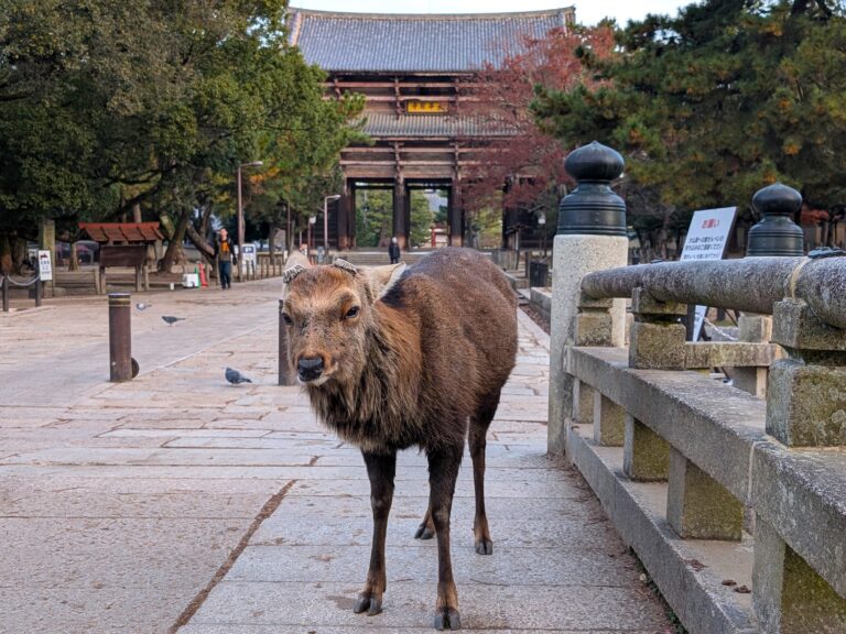 Male Japanese sika deer standing on a stone pathway in Nara Park, with historic temple buildings in the background