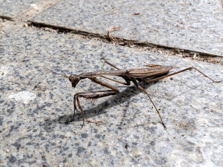 Side view of an Asian jumping mantis (Statilia maculata) on pavement, highlighting its slender body and folded forelegs