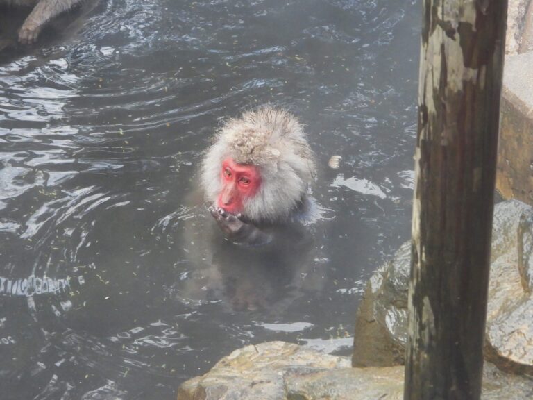 Close-up of a Japanese macaque soaking in a hot spring, with steam rising from the water and its red face and wet fur clearly visible in winter shown.