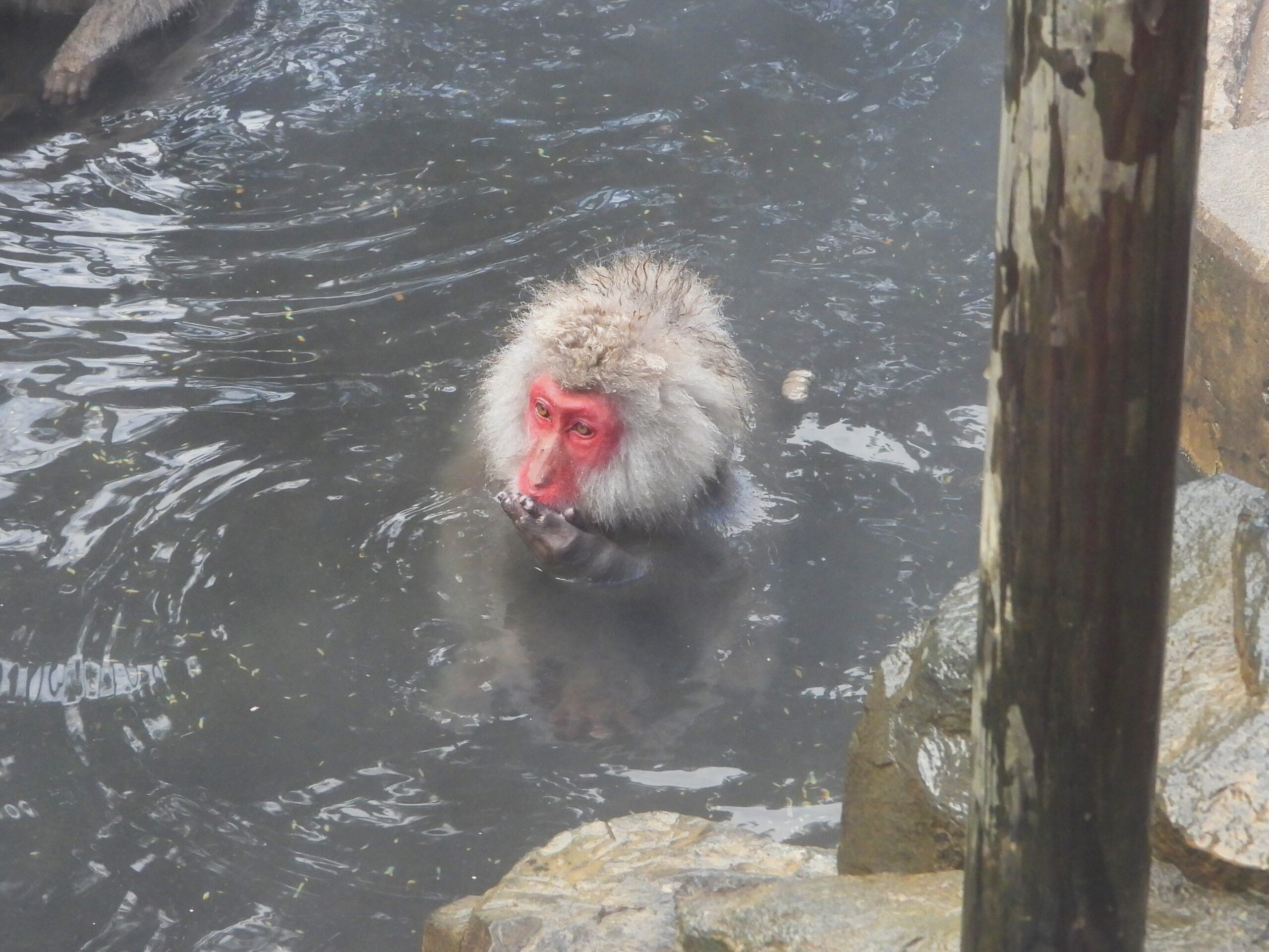 Close-up of a Japanese macaque soaking in a hot spring, with steam rising from the water and its red face and wet fur clearly visible in winter shown.