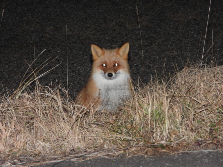 Ezo Red Fox resting by the roadside at night in Hokkaido.