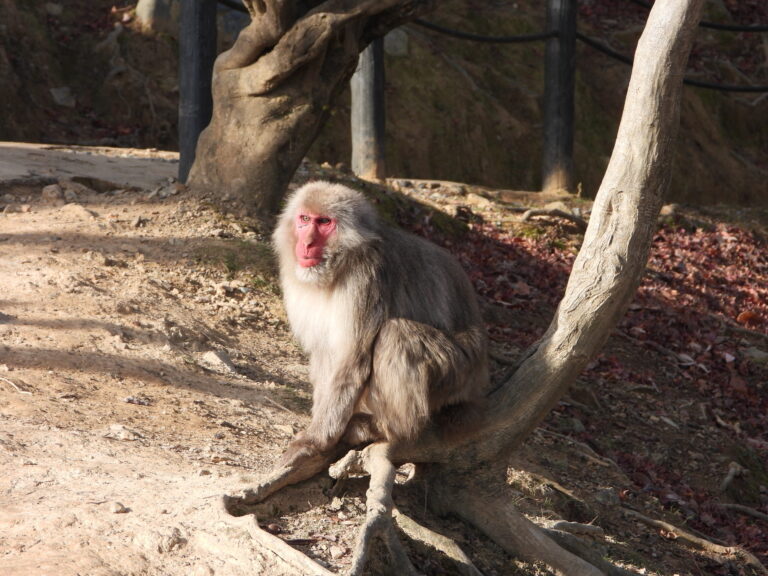 Japanese macaque sitting on a tree root at Arashiyama Monkey Park
