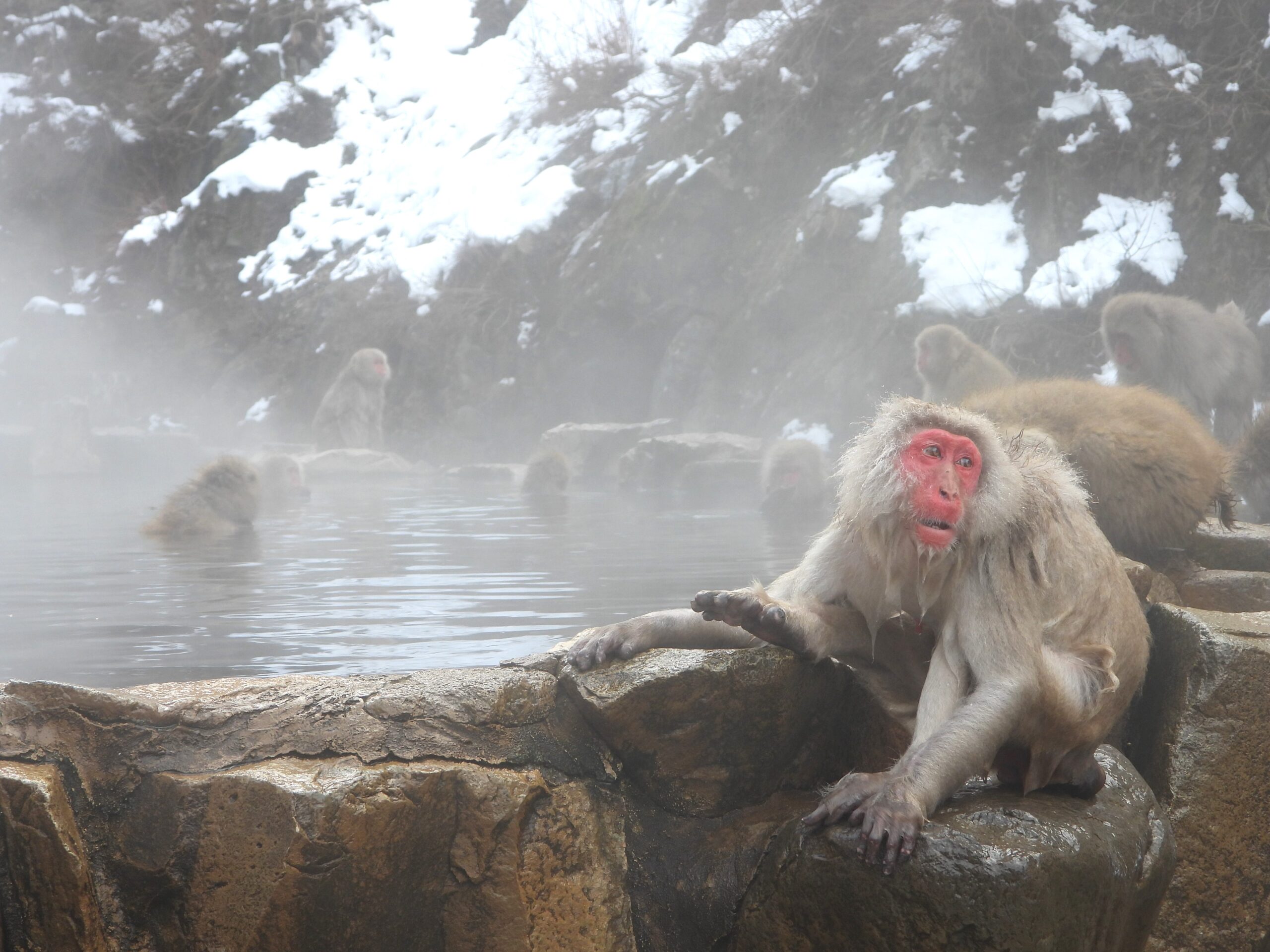 Japanese macaque resting on the stone edge of a steaming hot spring, with other monkeys soaking in the misty water and snow-covered cliffs in the background.