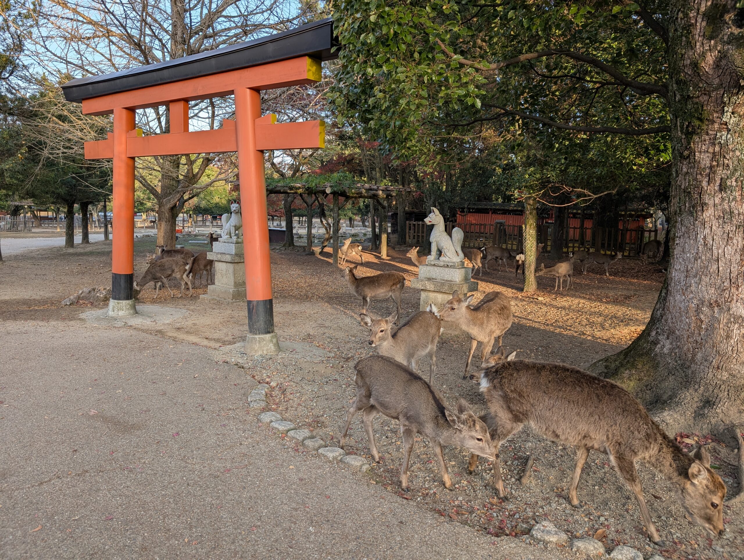 Group of Japanese sika deer gathering near a shrine gate in Nara Park, Japan