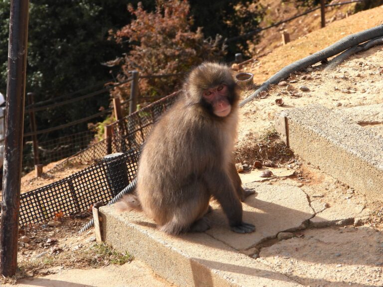 Japanese macaque resting near visitors at Arashiyama Monkey Park