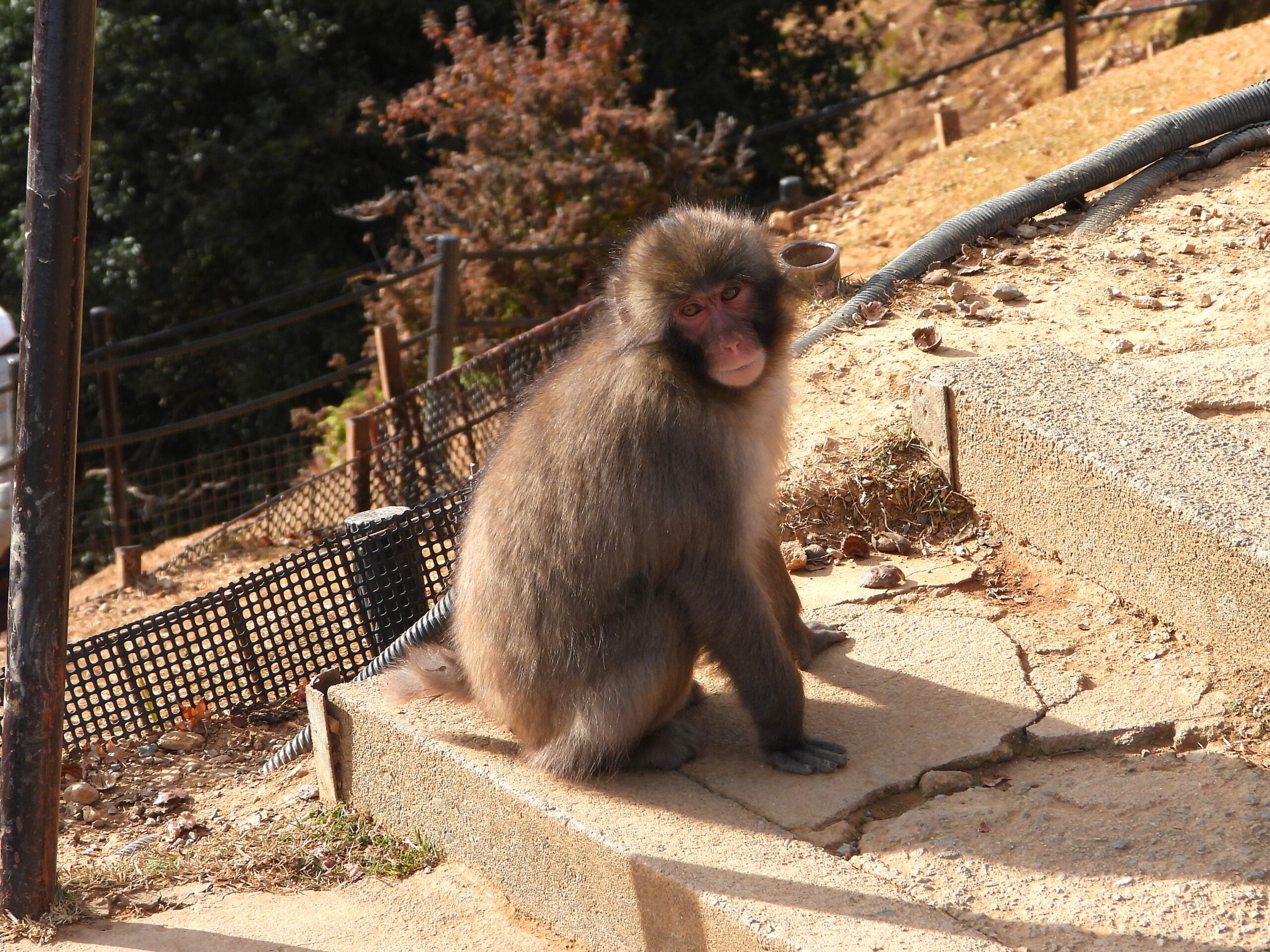 Japanese macaque resting near visitors at Arashiyama Monkey Park