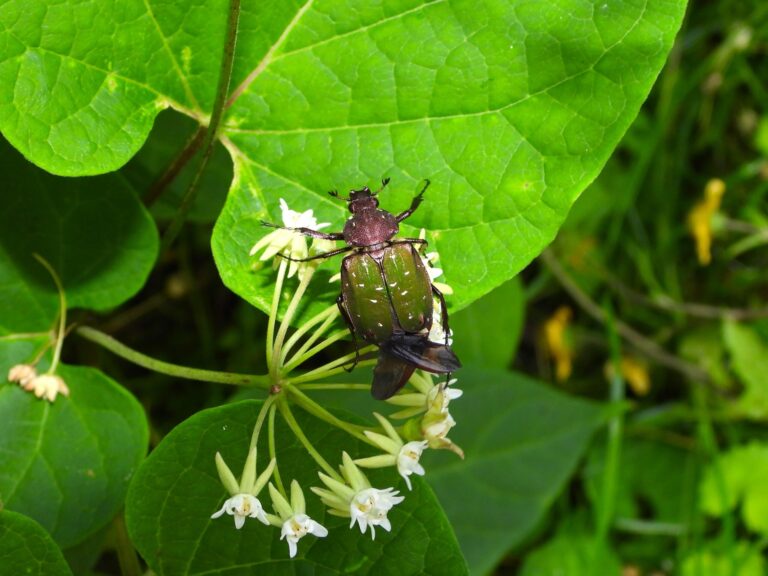 Aoashi-naga Hanamuguri (Gnorimus subopacus) on forest flowers in a mountainous area of Japan
