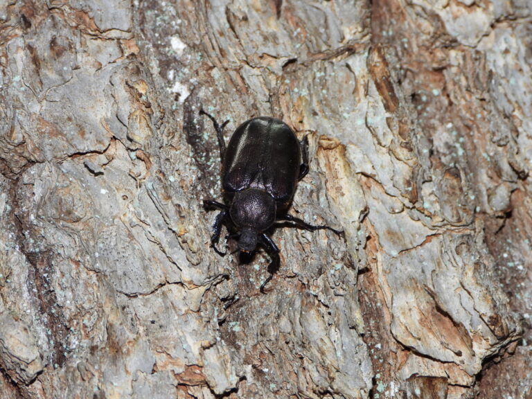 Osmoderma opicum resting on tree bark near a hollow trunk in a Japanese forest