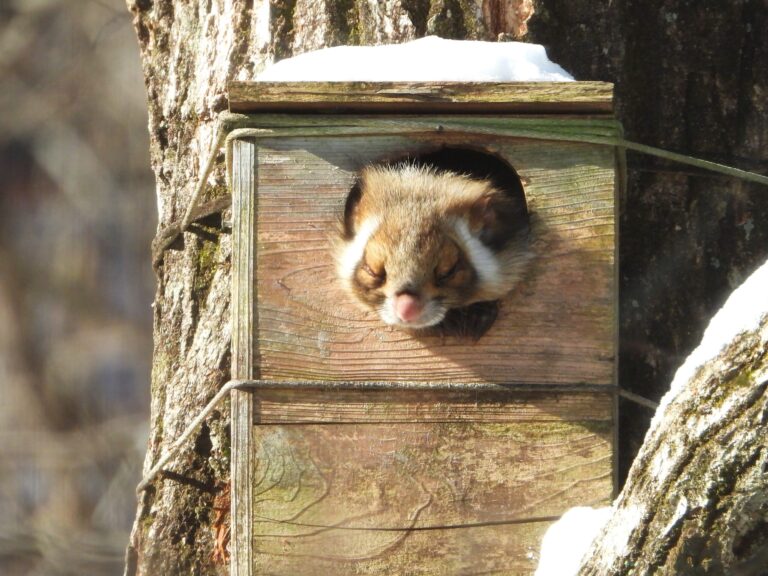 Japanese giant flying squirrel resting in a nest box on a tree in winter, showing only its face as it peeks out of the entrance hole.