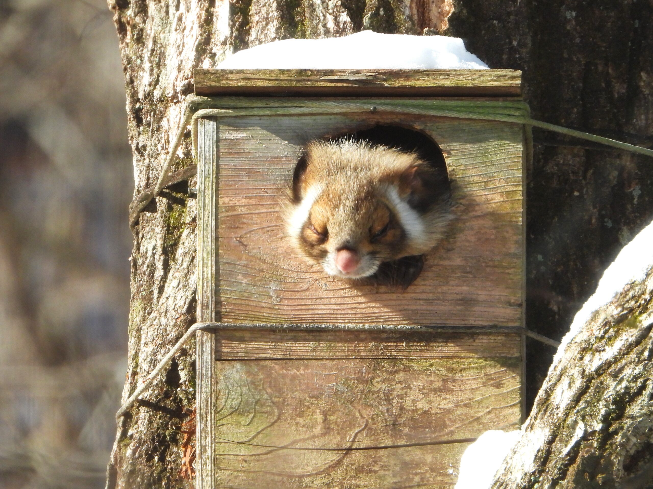 Japanese giant flying squirrel resting in a nest box on a tree in winter, showing only its face as it peeks out of the entrance hole.
