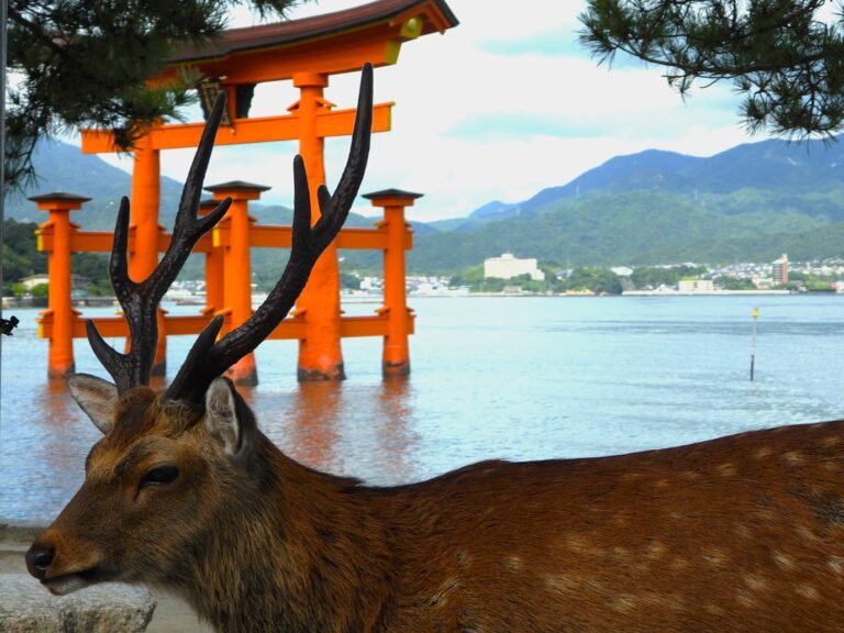 A male sika deer with antlers standing in front of the floating torii gate at Itsukushima Shrine, Miyajima, Japan