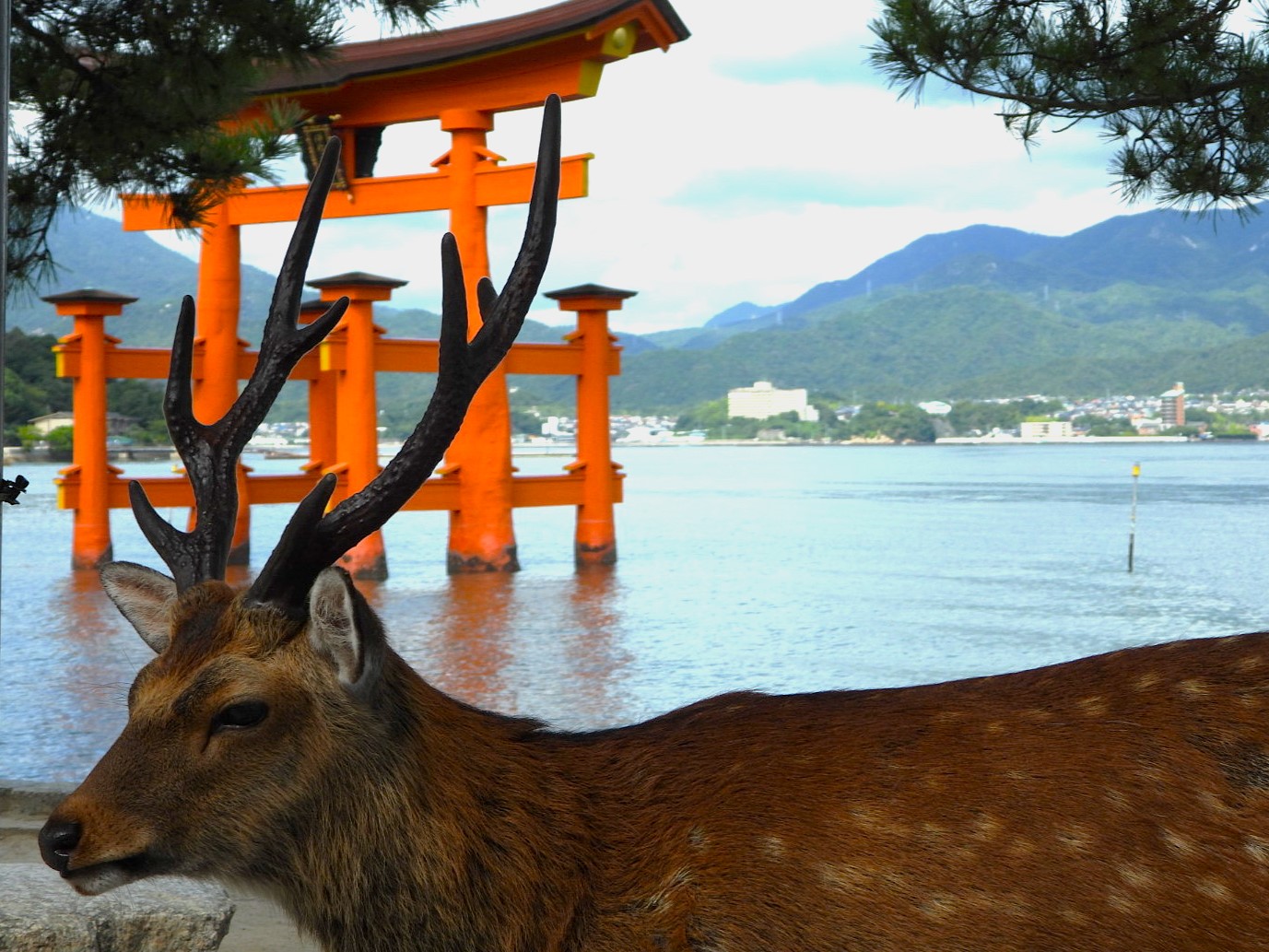 A male sika deer with antlers standing in front of the floating torii gate at Itsukushima Shrine, Miyajima, Japan