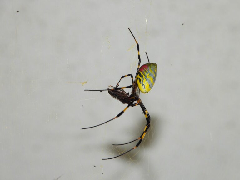 Adult female Joro spider (Trichonephila clavata) with bright yellow and black abdomen sitting on its orb web in autumn