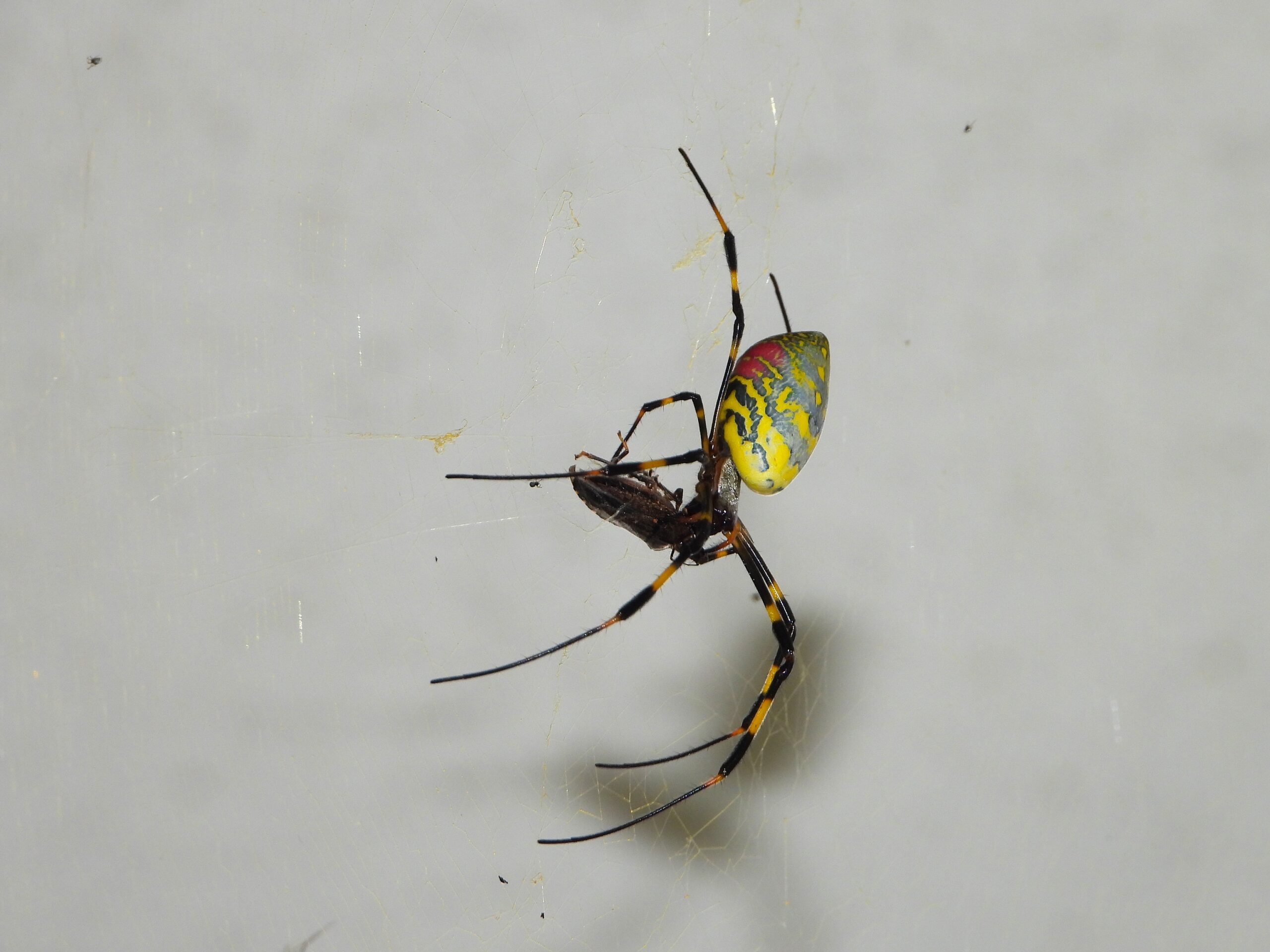 Adult female Joro spider (Trichonephila clavata) with bright yellow and black abdomen sitting on its orb web in autumn