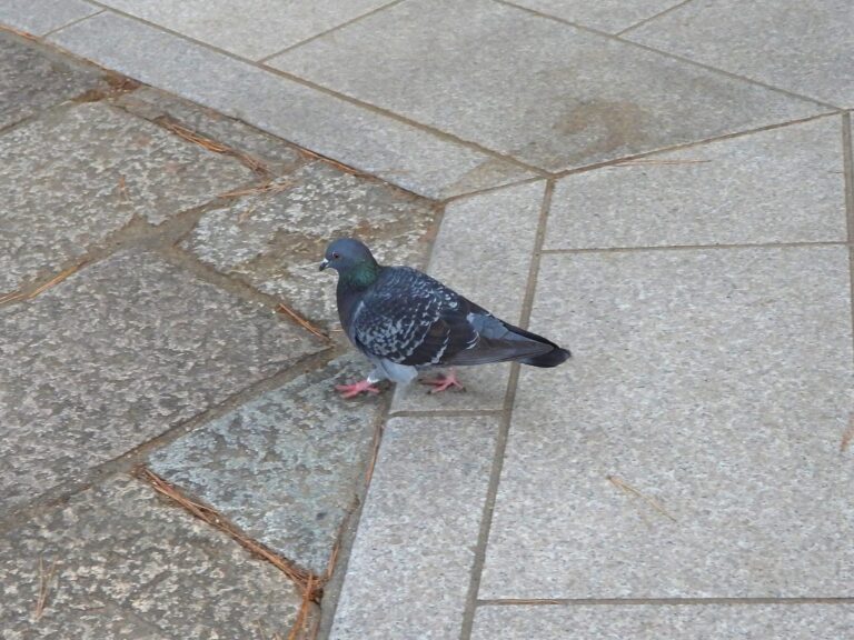 Rock Pigeon walking on stone pavement in an urban area of Japan